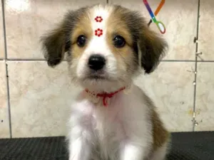 Cachorro raça Não sei  idade 2 a 6 meses nome Vick