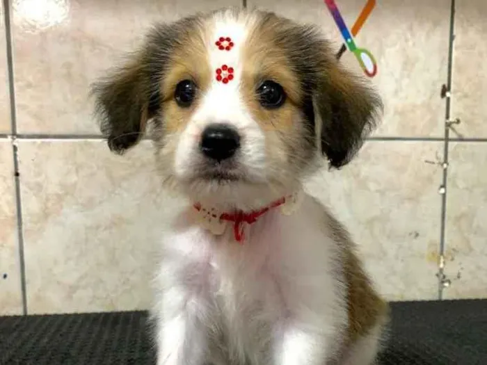 Cachorro ra a Não sei  idade 2 a 6 meses nome Vick