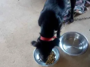 Cachorro raça SRD idade 1 ano nome ASTOR