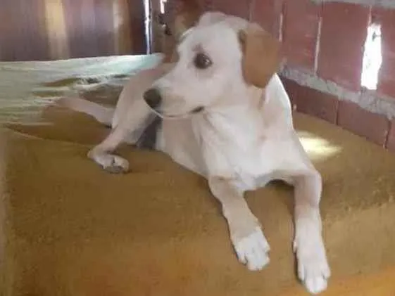 Cachorro raça SRD idade 2 anos nome SERENA