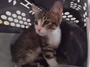 Gato raça SRD idade 2 a 6 meses nome Jasmine