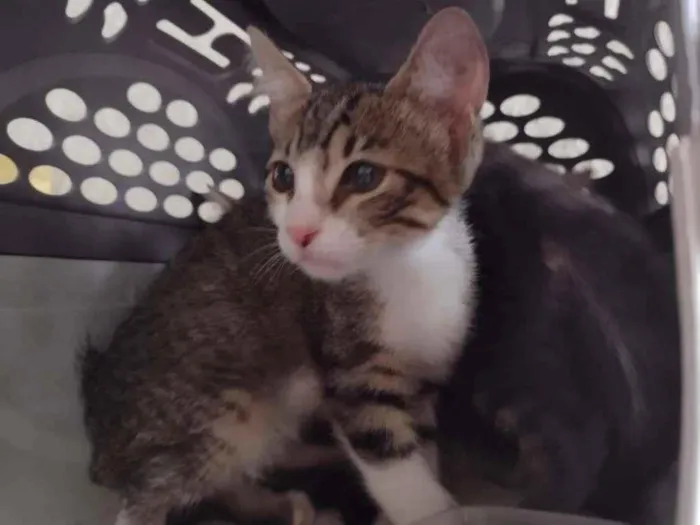 Gato ra a SRD idade 2 a 6 meses nome Jasmine