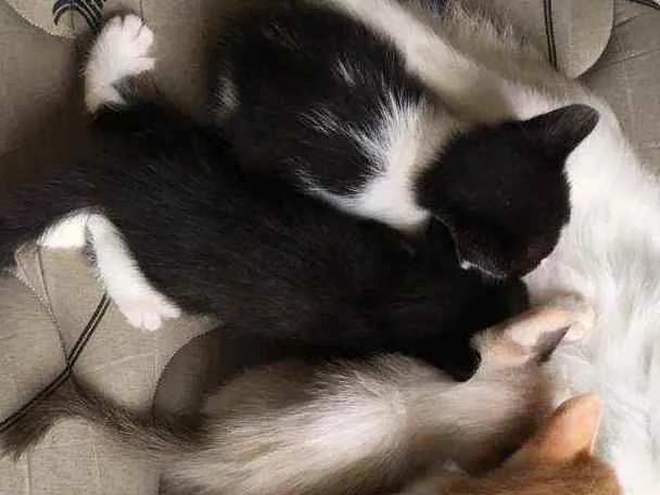 Gato ra a Srd idade 2 a 6 meses nome Neguinha