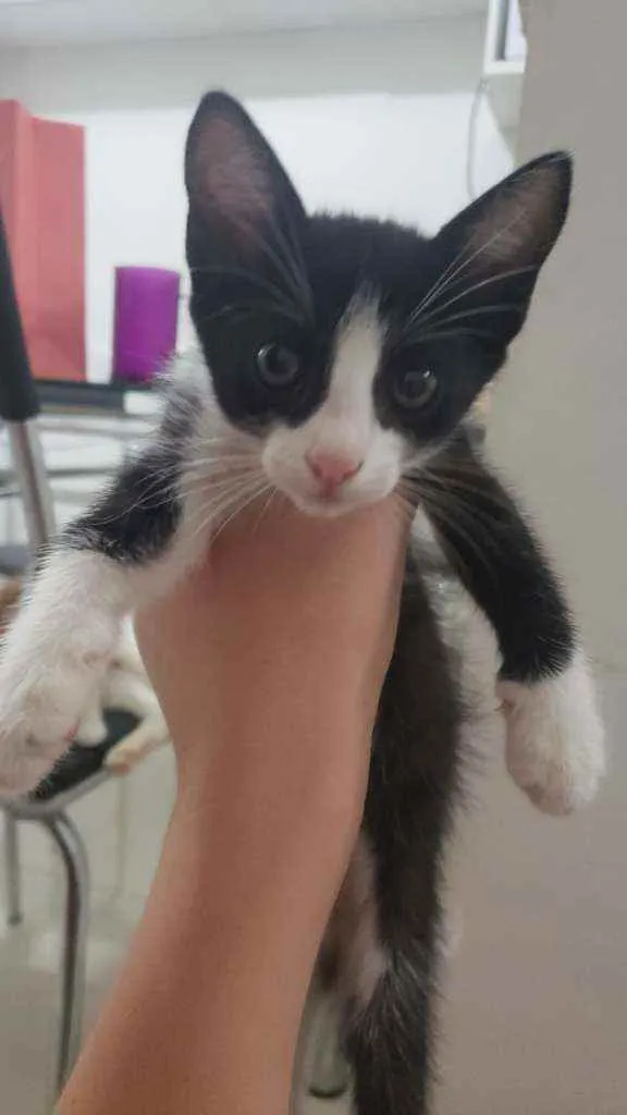 Gato ra a Srd idade 2 a 6 meses nome Neguinha