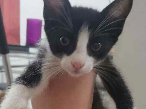 Gato ra a Srd idade 2 a 6 meses nome Neguinha