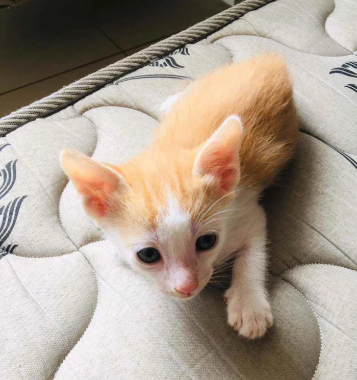 Gato ra a Srd idade 2 a 6 meses nome Amarelo