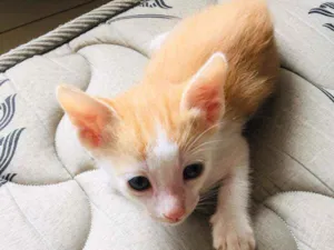 Gato raça Srd idade 2 a 6 meses nome Amarelo