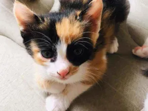 Gato raça Srd idade 2 a 6 meses nome Ursinha
