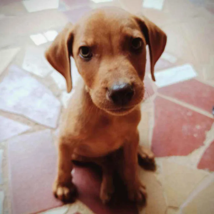 Cachorro ra a Srd idade 2 a 6 meses nome Filhotes