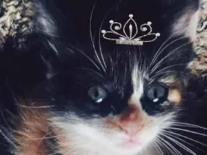 Gato raça SRD  idade 2 a 6 meses nome Cléo 