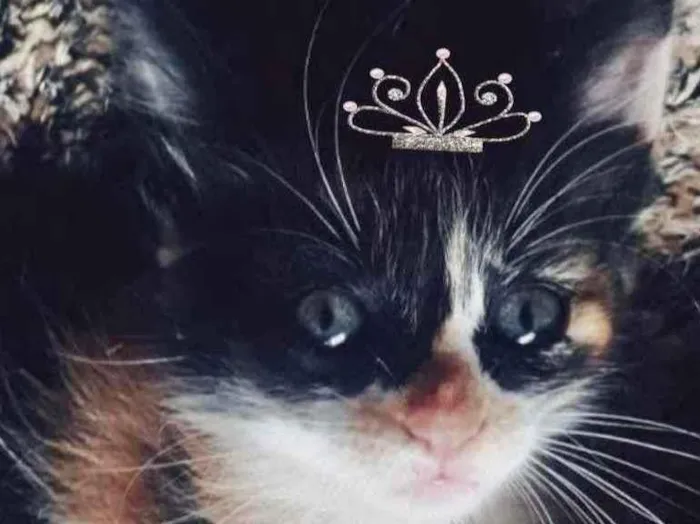 Gato ra a SRD  idade 2 a 6 meses nome Cléo 