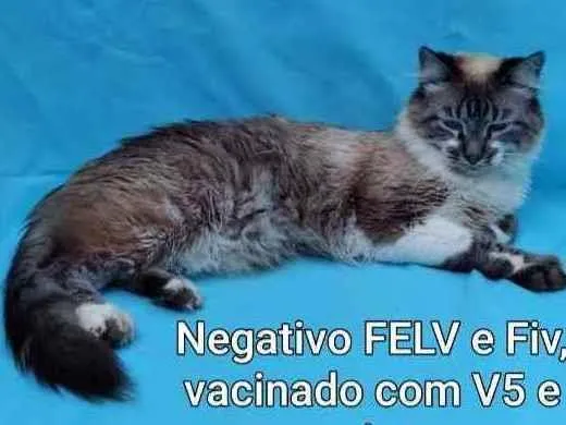 Gato ra a Srd idade 1 ano nome Mister M