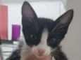 Neguinha