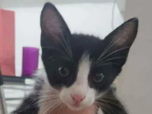 Gato raça Srd idade 2 a 6 meses nome Neguinha