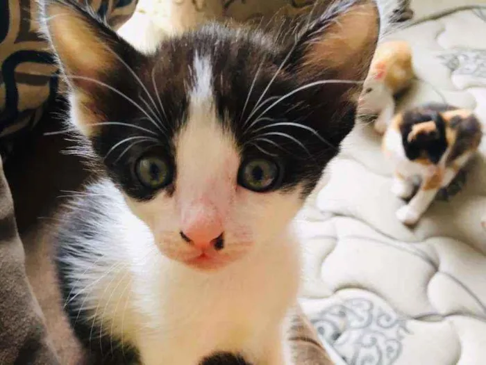Gato ra a Srd idade 2 a 6 meses nome Frajola