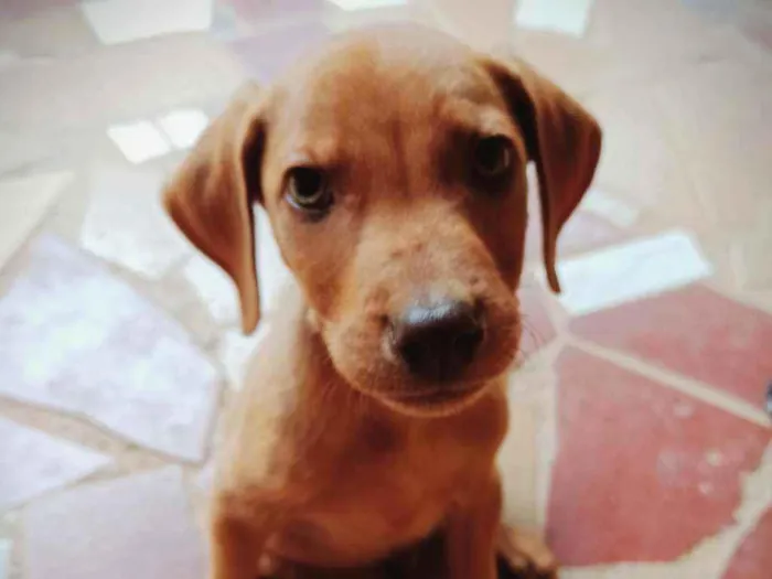 Cachorro ra a Srd idade 2 a 6 meses nome Filhotes