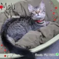Malu
