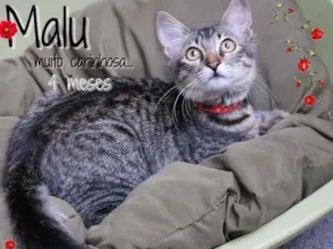 Gato raça SRD idade 2 a 6 meses nome Malu