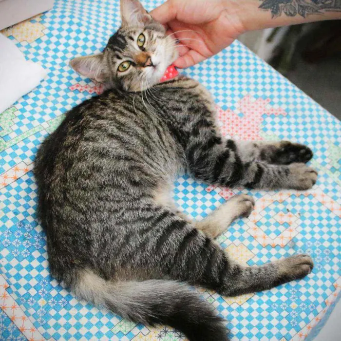 Gato ra a SRD idade 2 a 6 meses nome Malu