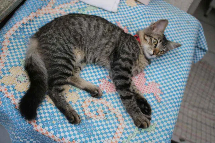 Gato ra a SRD idade 2 a 6 meses nome Malu