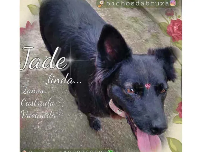 Cachorro ra a Srd idade 2 anos nome Jade