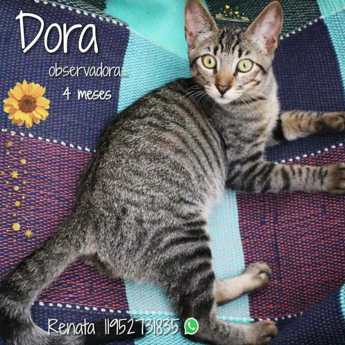 Gato ra a SRD idade 2 a 6 meses nome Dora