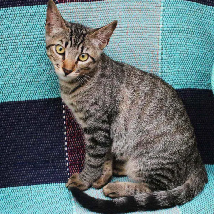 Gato ra a SRD idade 2 a 6 meses nome Dora