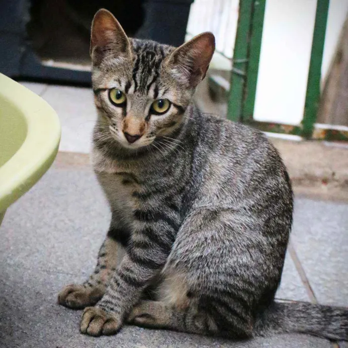 Gato ra a SRD idade 2 a 6 meses nome Dora