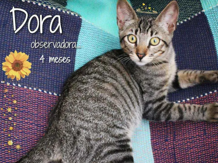 Gato ra a SRD idade 2 a 6 meses nome Dora