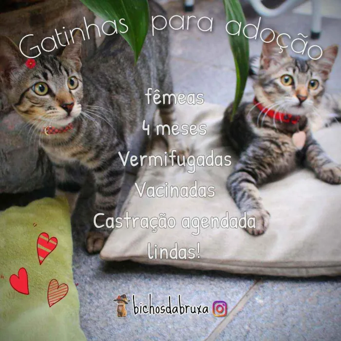 Gato ra a Srd idade 2 a 6 meses nome Cacau