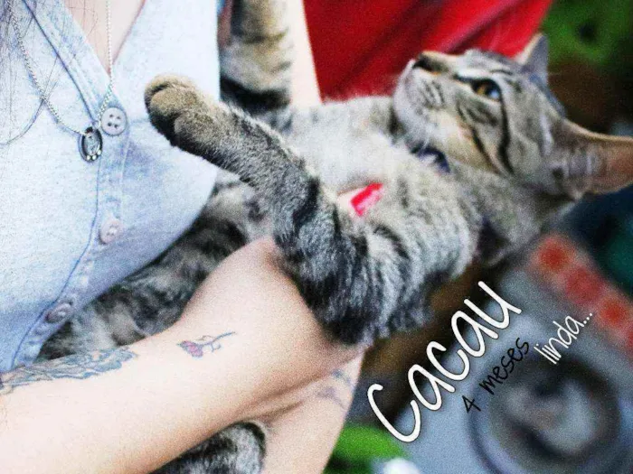 Gato ra a Srd idade 2 a 6 meses nome Cacau