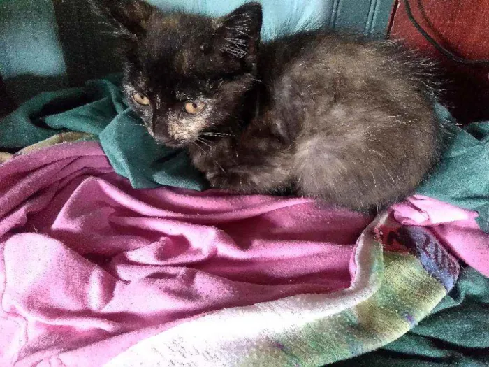 Gato ra a idade Abaixo de 2 meses nome Bel