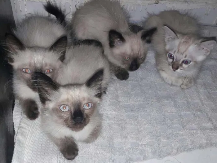 Gato ra a Siamês idade 2 a 6 meses nome little cats