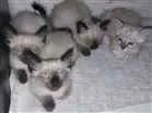 Gato raça Siamês idade 2 a 6 meses nome little cats