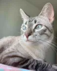 Lua