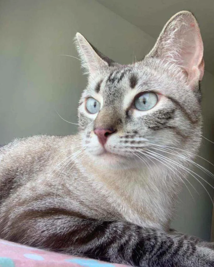 Gato ra a Srd idade 3 anos nome Lua