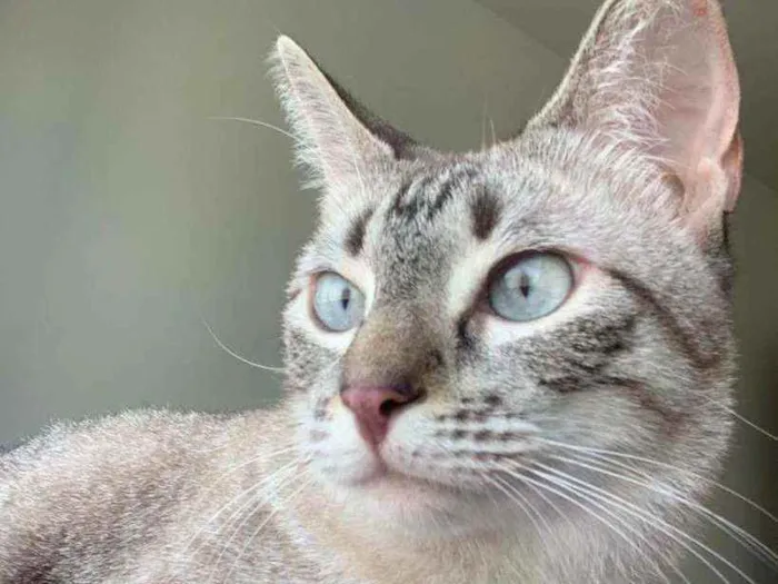 Gato ra a Srd idade 3 anos nome Lua