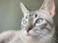 Lua