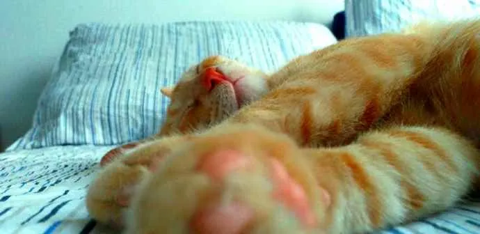Gato ra a  idade 1 ano nome Gina 