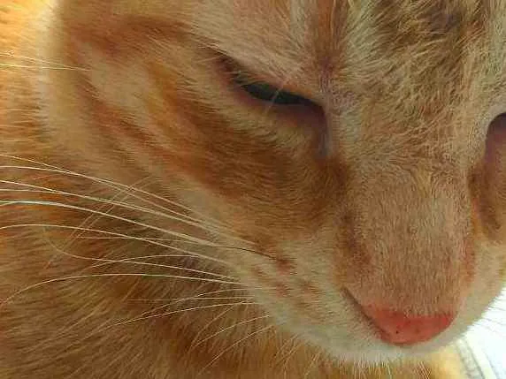 Gato ra a  idade 1 ano nome Gina 