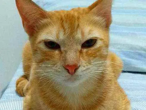 Gato ra a  idade 1 ano nome Gina 