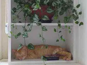 Gato ra a  idade 1 ano nome Gina 