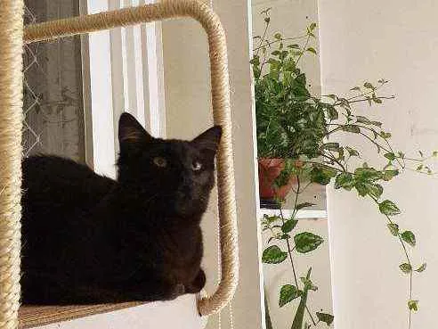 Gato ra a  idade 1 ano nome Frederico