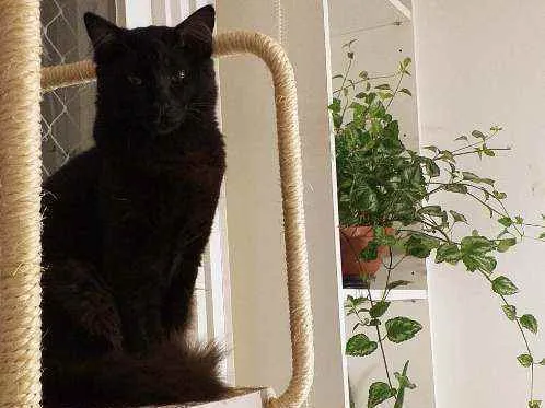 Gato ra a  idade 1 ano nome Frederico