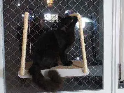 Gato ra a  idade 1 ano nome Frederico