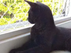 Gato raça  idade 1 ano nome Frederico