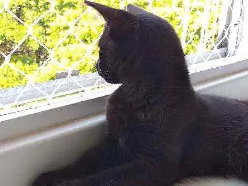 Gato ra a  idade 1 ano nome Frederico