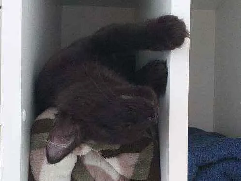 Gato ra a  idade 1 ano nome Frederico
