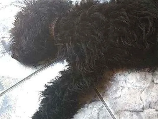 Cachorro raça Srd idade 1 ano nome Aila