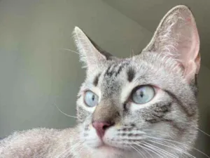 Gato raça Srd idade 3 anos nome Lua